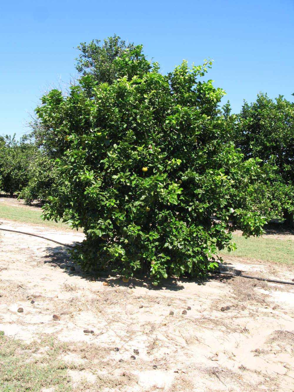              Habit (Winter Haven, FL)       